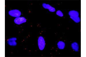 Proximity Ligation Analysis of protein-protein interactions between MAPK3 and RALGDS. (RALGDS antibody  (AA 793-902))