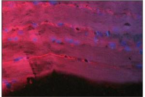 Immunofluorescence image of Thymosin 134 staining in paraffn section of hu- man heart.