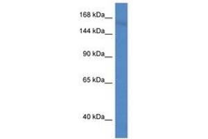 Image no. 1 for anti-Protocadherin 11 (PCDH11) (AA 446-495) antibody (ABIN6747269) (PCDH11X antibody  (AA 446-495))