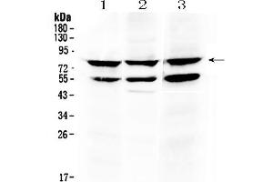 Western Blotting (WB) image for anti-Tumor Necrosis Factor Receptor Superfamily, Member 11a, NFKB Activator (TNFRSF11A) (AA 235-262), (Middle Region) antibody (ABIN5518884)