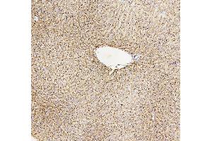 IHC analysis of GUSB using anti-GUSB antibody (ABIN7599854). (Glucuronidase beta antibody  (AA 122-575))