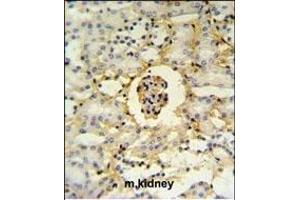 PCB Antibody (N-term) (ABIN651181 and ABIN2840115) IHC analysis in formalin fixed and paraffin embedded mouse kidney tissue followed by peroxidase conjugation of the secondary antibody and DAB staining. (PMPCB antibody  (N-Term))