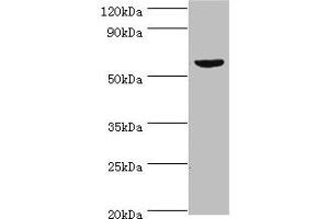 Western blot All lanes: KMO antibody at 10 μg/mL + Mouse heart tissue Secondary Goat polyclonal to rabbit IgG at 1/10000 dilution Predicted band size: 56, 55, 52 kDa Observed band size: 56 kDa (KMO antibody  (AA 1-260))