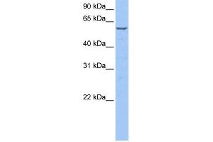 WB Suggested Anti-STK39 Antibody Titration: 0.