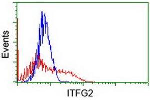 HEK293T cells transfected with either RC200818 overexpress plasmid (Red) or empty vector control plasmid (Blue) were immunostained by anti-ITFG2 antibody (ABIN2454677), and then analyzed by flow cytometry. (ITFG2 antibody)