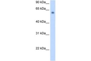 Western Blotting (WB) image for anti-Solute Carrier Family 1 (Glutamate/Neutral Amino Acid Transporter), Member 4 (SLC1A4) antibody (ABIN2462738) (SLC1A4 antibody)