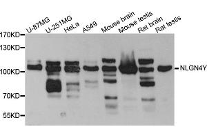 Western blot analysis of extracts of various cell lines, using NLGN4Y antibody (ABIN5972567) at 1/1000 dilution. (Neuroligin Y antibody)