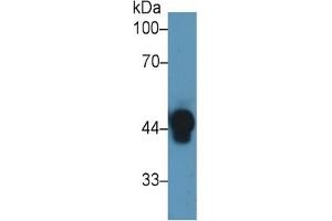 Rabbit Detection antibody from the kit in WB with Positive Control: Sample Human serum. (Haptoglobin ELISA Kit)