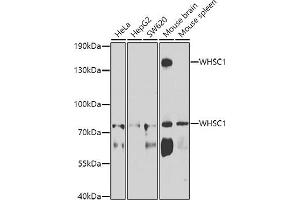 Western blot analysis of extracts of various cell lines, using WHSC1 antibody (ABIN6128925, ABIN6150213, ABIN6150214 and ABIN6223939) at 1:1000 dilution.