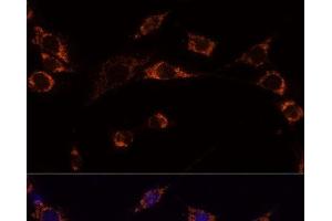 Immunofluorescence analysis of NIH-3T3 cells using PRDX3 Polyclonal Antibody at dilution of 1:100 (40x lens). (Peroxiredoxin 3 antibody)