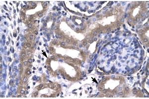 Human kidney (KIN antibody  (Middle Region))
