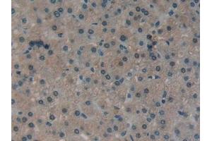 Immunohistochemistry (IHC) image for anti-Ataxin 1 (ATXN1) (AA 569-807) antibody (ABIN7431890)