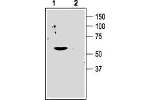 Western blot analysis of human Jurkat T cells: - 1. (KCNA3 antibody  (Extracellular Loop))