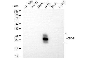 Western blotting analysis using CD3G antibody (ABIN7797970).