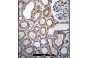 RN Antibody (C-term) (ABIN656797 and ABIN2846016) immunohistochemistry analysis in formalin fixed and paraffin embedded human kidney tissue followed by peroxidase conjugation of the secondary antibody and DAB staining. (RNF180 antibody  (C-Term))