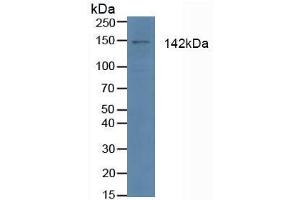 Figure. (APAF1 antibody  (AA 31-350))
