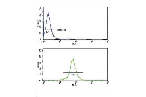 KIR2DL4/CD158d antibody  (C-Term)