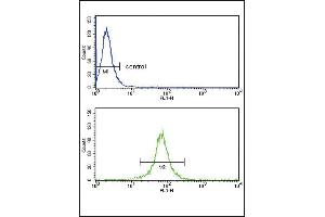KIR2DL4 Antibody (C-term) (ABIN652985 and ABIN2842625) flow cytometry analysis of MDA-M cells (bottom histogram) compared to a negative control cell (top histogram). (KIR2DL4/CD158d antibody  (C-Term))