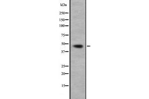 Western blot analysis of GNA13 expression in HepG2 cell lysate,The lane on the left is treated with the antigen-specific peptide. (GNA13 antibody  (N-Term))