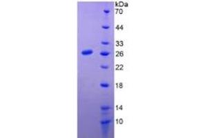 SDS-PAGE of Protein Standard from the Kit  (Highly purified E. (Prolactin ELISA Kit)