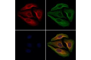 ABIN7094577 and ABIN7098626 staining Hela cells by IF/ICC. (Nociceptin antibody  (Internal Region))