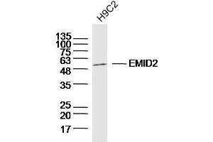 H9C2 lysates probed with EMID2 Polyclonal Antibody, Unconjugated  at 1:300 dilution and 4˚C overnight incubation. (Collagen, Type XXVI, alpha 1 (COL26A1) (AA 65-165) antibody)
