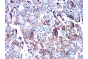 Immunohistochemical analysis of paraffin-embedded pancreas tissues using CTSD mouse mAb with DAB staining. (Cathepsin D antibody  (AA 1-100))