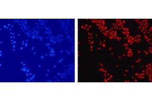 Immunofluorescence analysis of 293T cells using TriMethyl-Histone H3-K79 Polyclonal Antibody (Histone 3 antibody  (3meLys79))