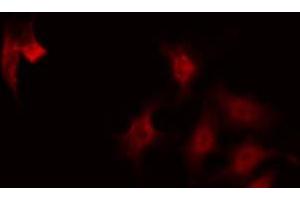 ABIN6268736 staining 293 by IF/ICC. (RUNX3 antibody  (Internal Region))