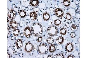 Immunohistochemical staining of paraffin-embedded Kidney tissue using anti-BHMT mouse monoclonal antibody. (BHMT antibody)