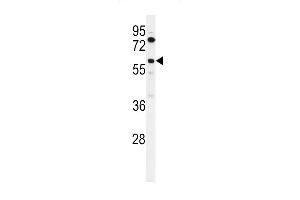 Western blot analysis of ACBG2 Antibody (Center) (ABIN653811 and ABIN2843086) in K562 cell line lysates (35 μg/lane). (ACSBG2 antibody  (AA 237-265))