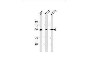 Western Blotting (WB) image for anti-Tumor Protein P53 (TP53) (AA 293-322) antibody (ABIN390204)