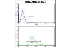 Flow cytometric analysis of MDA-MB468 cells using HSPC142 Antibody (bottom histogram) compared to a negative control cell (top histogram)FITC-conjugated goat-anti-rabbit secondary antibodies were used for the analysis.