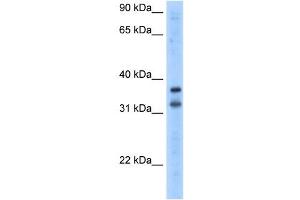 KCNRG antibody used at 2.