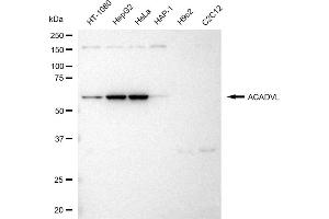 Western blotting analysis using ACADVL antibody (ABIN7797496).