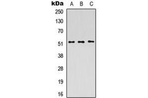 Western blot analysis of PICK1 expression in HEK293T (A), Raw264. (PICK1 antibody  (C-Term))