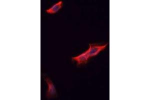 ABIN6266755 staining A549? (RPS9 antibody  (Internal Region))