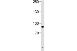 UHRF1 antibody western blot analysis of HeLa lysate. (UHRF1 antibody  (AA 229-257))