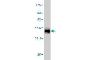 Western Blot detection against Immunogen (36. (THNSL1 antibody  (AA 151-250))