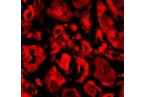 Immunofluorescence (IF) image for anti-SKIP (C-Term) antibody (ABIN1030669) (SKIP (C-Term) antibody)