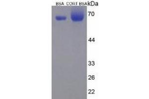 SDS-PAGE of Protein Standard from the Kit (BSA-Cort). (Corticosterone ELISA Kit)