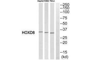 Western blot analysis of extracts from HepG2 cells, K562 cells and HeLa cells, using HOXD8 antibody. (HOXD8 antibody  (C-Term))