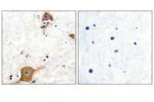Immunohistochemical analysis of paraffin-embedded human brain tissue using NRG1 isoform-10 antibody. (Neuregulin 1 antibody  (Isoform 10))