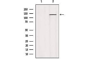 Western blot analysis of extracts from Hybridoma cells, using PTPRO Antibody. (PTPRU antibody  (Internal Region))