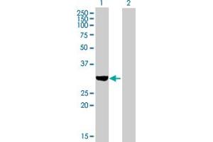 Western Blot analysis of SULT1C2 expression in transfected 293T cell line by SULT1C2 MaxPab polyclonal antibody. (SULT1C2 antibody  (AA 1-296))