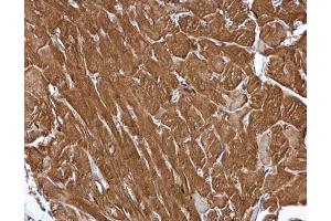IHC-P Image MIPP antibody [C1C3] detects MIPP protein at cytoplasm in mouse heart by immunohistochemical analysis. (MINPP1 antibody)