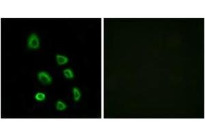 Immunofluorescence (IF) image for anti-Olfactory Receptor, Family 5, Subfamily K, Member 1 (OR5K1) (AA 56-105) antibody (ABIN2891029) (OR5K1 antibody  (AA 56-105))