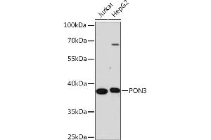Western blot analysis of extracts of various cell lines, using PON3 Rabbit pAb (ABIN7269174) at 1:1000 dilution. (PON3 antibody  (AA 250-350))