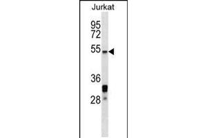 Western blot analysis in Jurkat cell line lysates (35ug/lane). (HSF5 antibody  (C-Term))
