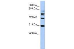 Image no. 1 for anti-Tubulin tyrosine Ligase (TTL) (AA 215-264) antibody (ABIN6743729) (TTL antibody  (AA 215-264))